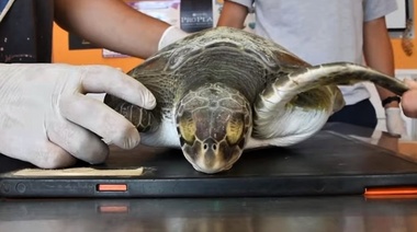 Rescatan una tortuga marina que tenía en su estómago 10 tipos distintos de plásticos