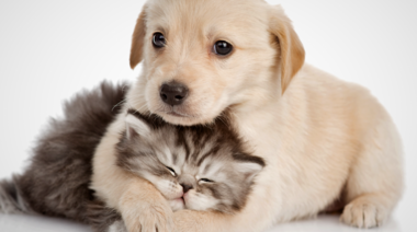 Fin de año, verano y la salud de las mascotas