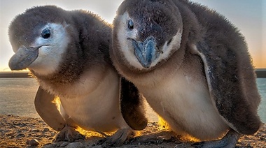 Presentación del Foro por el Bienestar Animal