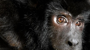 Declaran sujeto de derecho al mono Coco y ordenan su traslado a un centro especializado