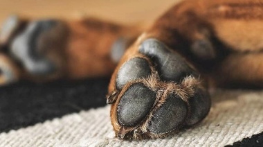 ¿Cuál es su diagnóstico?