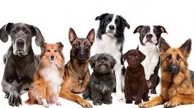 Una artista dibujó un mapa del mundo con las diferentes razas caninas según su país de origen