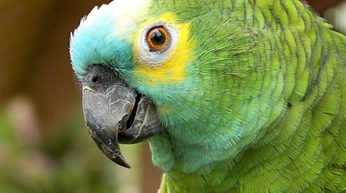 Alerta en La Pampa: Casos sospechosos de psitacosis