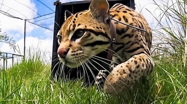 El Ocelote vuelve al Iberá