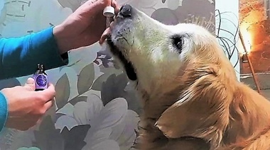 Los animales y su derecho a la medicina cannábica