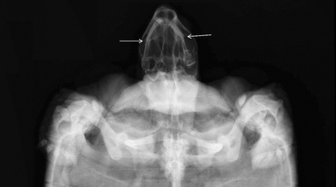 Terapia complementaria en ejemplar de Chelonoidis chilensis para la recuperación post fractura de mandíbula