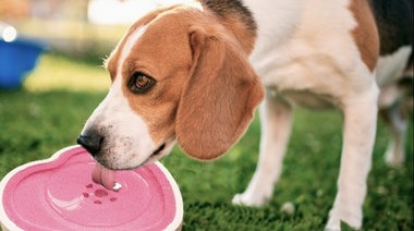 Los bebederos indispensables de Per-Ros para este verano