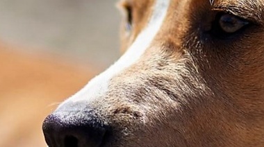 ¿Cuándo sospechar de Rabia Animal?