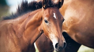 Identifican el primer caso de síndrome del potro frágil en caballos de pura sangre