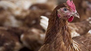 Gripe aviar H5N1: un virus con potencial pandémico