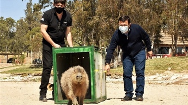 La Policía Ambiental de Córdoba liberó 747 ejemplares de fauna silvestres durante el 2021