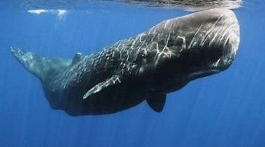 Buscan descifrar la comunicación de los cetáceos para poder comunicarse con ellos