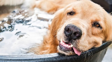 El calor: un factor poco reconocido en el bienestar animal