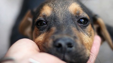 Los perros tienen la capacidad de distinguir entre idiomas