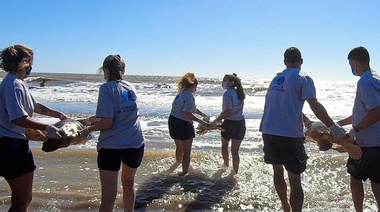 Regresan al mar a seis tortugas