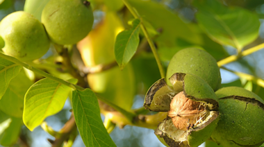 La defaunación ha reducido severamente la dispersión de semillas