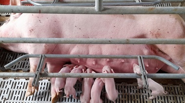 Nacen los primeros lechones por transferencia embrionaria en Argentina