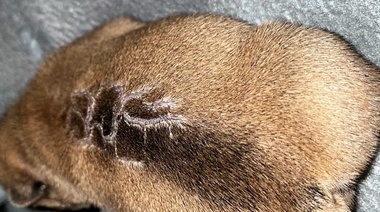 ¿Cuál es tu diagnóstico?