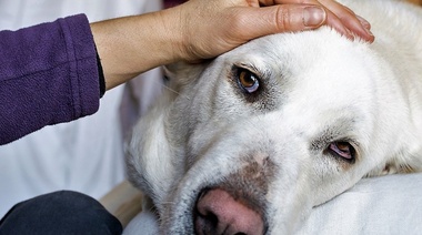 Datos estadísticos sobre oncología en animales de compañía