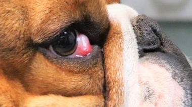 ¿Cuáles son las razas caninas con mayor riesgo de desarrollar "ojo de cereza"?