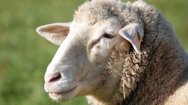 Ovejas atacadas por perros en Uruguay