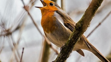 La conexión de las personas con el canto de las aves está en declive