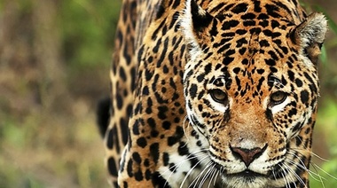 Los mamíferos juegan un papel clave en la restauración de los ecosistemas