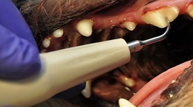 WSAVA creó el Comité Dental Global para abordar la problemática de las enfermedades bucales