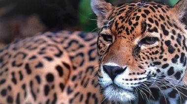 Defenderán al yaguareté en una audiencia pública convocada por la Corte Suprema