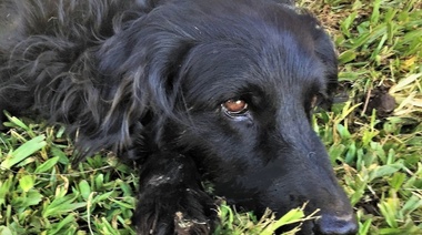 Los animales domésticos son la fuente más frecuente de enfermedades humanas