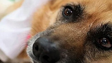 Jujuy: Allanamiento por investigación de ejercicio ilegal de la medicina veterinaria