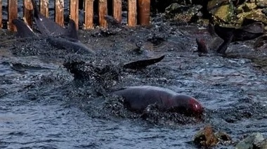 Unos 40 delfines se acercaron a la costa de Ushuaia en situación de estrés