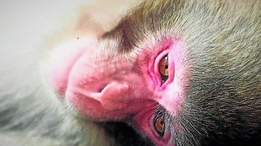 Neuralink respondió las acusaciones del Comité de Médicos por una Medicina Responsable