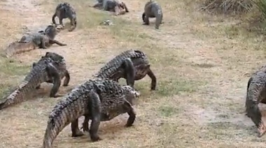 Los animales afectados por los incendios de Corrientes necesitan ayuda