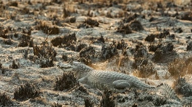 Crean una comisión para rescatar a la fauna silvestre de los incendios del NEA