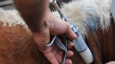 El Senasa anunció el inicio de la primera campaña anual de vacunación contra la fiebre aftosa y la brucelosis