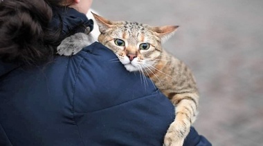 El impacto de la guerra sobre los animales