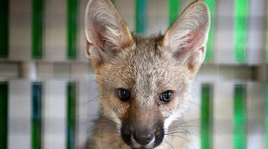 Realizarán encuentros virtuales sobre bienestar animal