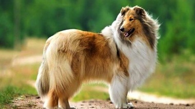 Caso clínico de reproductor canino