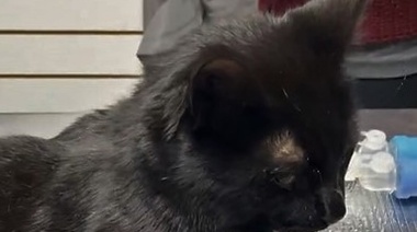 Caso clínico de paciente felino con disnea