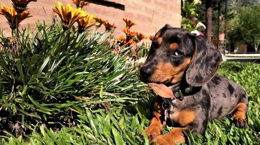 Las consecuencias de las restricciones pandémicas en los cachorros