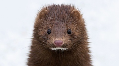 Instan a monitorear la infección por SARS-CoV-2 en la vida silvestre para prevenir la formación de reservorios animales