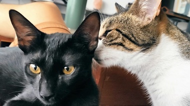 Infección antropogénica de gatos domésticos con SARS-CoV-2 en Buenos Aires