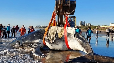 En el 2021 aumentó casi un 50% el número de ejemplares de fauna marina hallados muertos en la costa bonaerense
