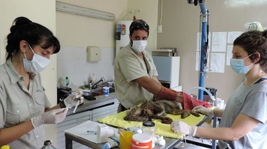 El valioso trabajo de quienes salvan vidas de la fauna silvestre