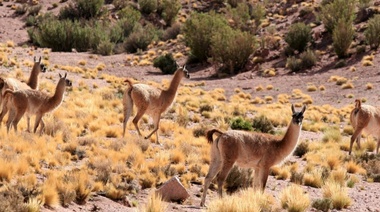 Se llevó a cabo el segundo encuentro del Foro Federal de Bienestar Animal