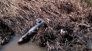 Rescatan ejemplares de yacarés negros en Corrientes