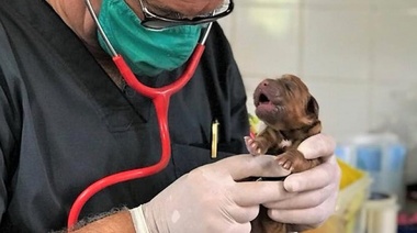 La importancia del asesoramiento sobre reproducción y neonatología canina y felina