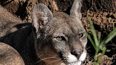 Recuerdan la prohibición de exportar trofeos de animales silvestres autóctonos y del tránsito entre jurisdicciones