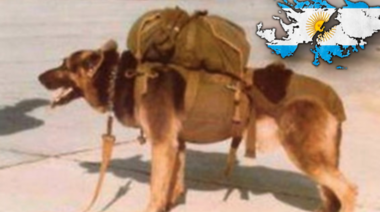 En la guerra de las islas Malvinas también hubo perros héroes